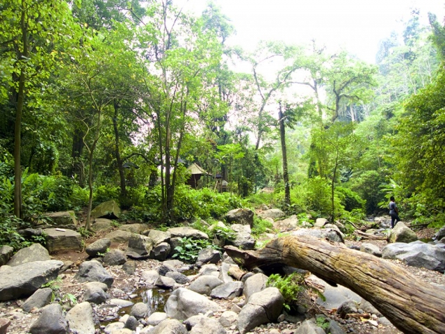 Jungle in bali 1024x768 640x480 - Eine Reise mit Freunden