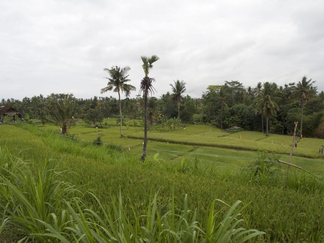 another ricefield in bali 1024x768 640x480 - Eine Reise mit Freunden