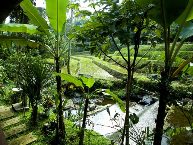 ricefield in bali 1024x768 640x480 - Eine Reise mit Freunden